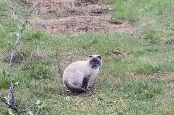 Найдена кошка, Ростов-на-Дону, фото: Найдена кошка, улица Освобождения, 99, Ростов-на-Дону - вислоухий с красным ошейником