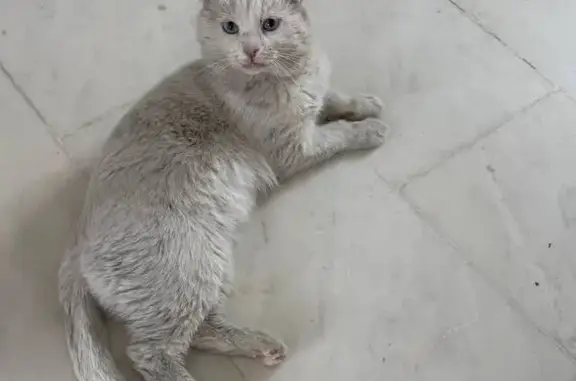 Найденные животные Энгельс, фото: Найден кот, Кооперативная улица, 31, Энгельс - светлый шотландский вислоухий