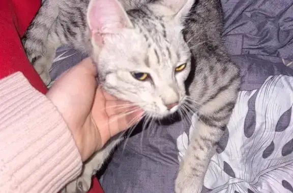 Найдена кошка мужского пола, улица Сахарова, 15, Дубна - серой окраски, очень ласковый - photo