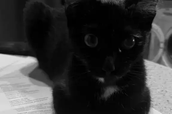 Потерянные животные Галич, фото: Пропала кошка, Загородная улица, Галич