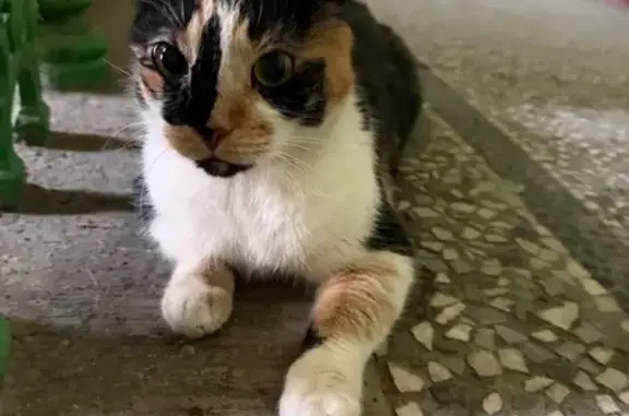 Найденные животные Санкт-Петербург, фото: Найдена кошка, улица Рылеева, Санкт-Петербург - трехцветная, ласковая