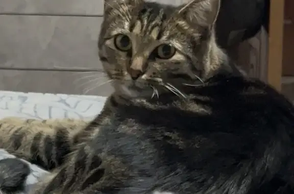 Пропала кошка, Гражданская улица, 7, Новомосковск - добрая и ласковая - photo