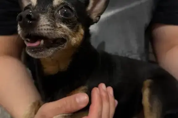 Найдена собака, Челябинск, фото: Найден собака, улица Академика Королёва, Челябинск - знает некоторые команды