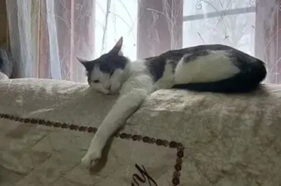 Пропал кот, Краснофлотская улица, 42, Городец - белый с черными пятнами - photo