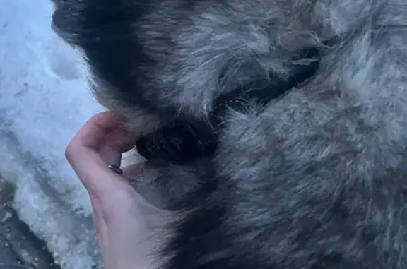 Найденные животные Казань, фото: Найден собака, Гвардейская улица, 22, Казань - кожаный ошейник, без адресника