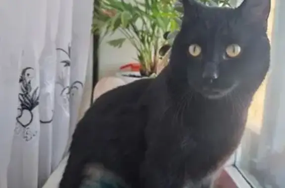 Пропал кот, улица Котовского, 13, Тюмень - черный с большими желтыми глазами - photo