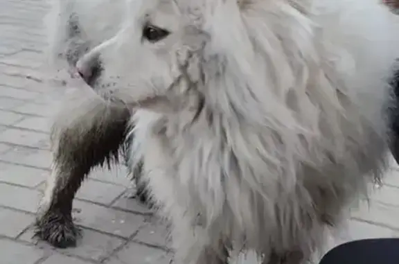 Найден собака, мужской, Октябрьская улица, 89, Ногинск - мальчик самоед - photo