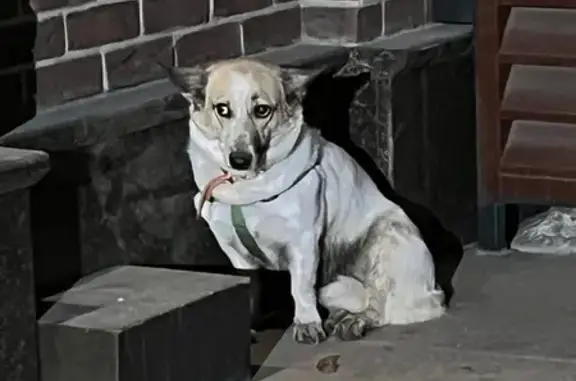 Найденные животные Красноярск, фото: Найдена собака, улица Марковского, 25, Красноярск - сука в ошейнике и шлейке