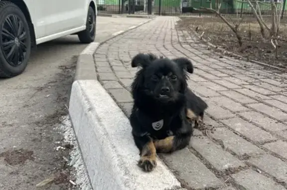 Найдена собака, Старый Оскол, фото: Найдена собака, проспект Губкина, Старый Оскол - была со шлейкой