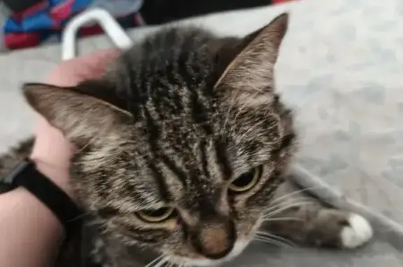 Пропала кошка, Инженерная улица, 36, Екатеринбург - белые 