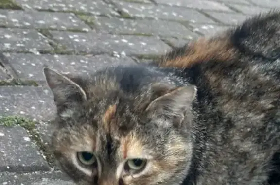 Найдена кошка, Калининград, фото: Найдена кошка, Цветочный переулок, 14, Калининград - выглядит растерянной