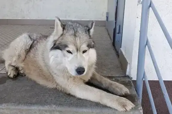 Найденные животные Новинки, фото: Найдена собака, Ботаническая улица, 8, Новинки