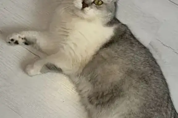 Пропал кот, Кооперативная улица, 22, Ессентукская - с синим ошейником - photo