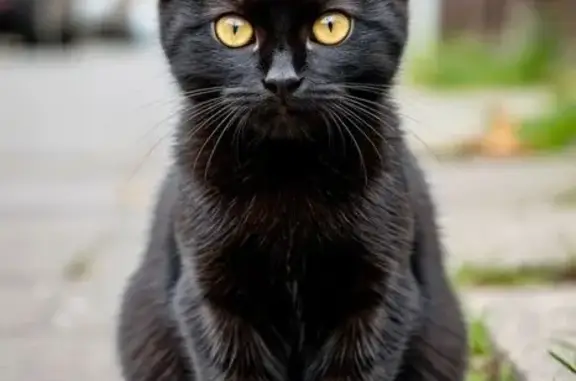 Найдена кошка, Москва, фото: Найдена кошка, Огородный проезд, 6, Москва