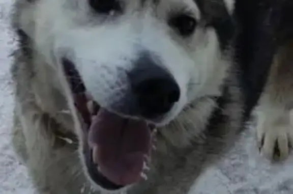 Пропал собака, переулок Володарского, 9, Пермь - серый с светлыми лапами и мордой - photo