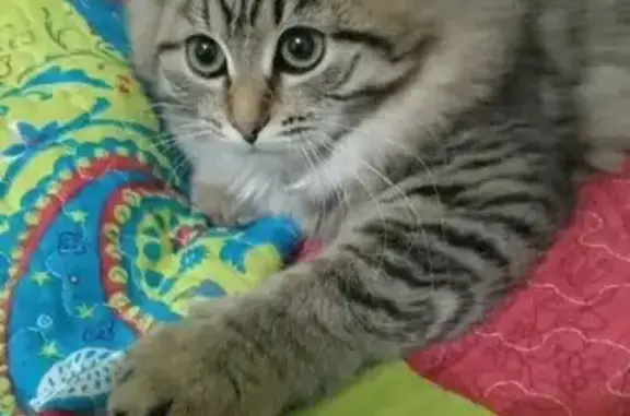 Пропала кошка, улица Кикура, 105, Полевской - маленькая коричневая - photo