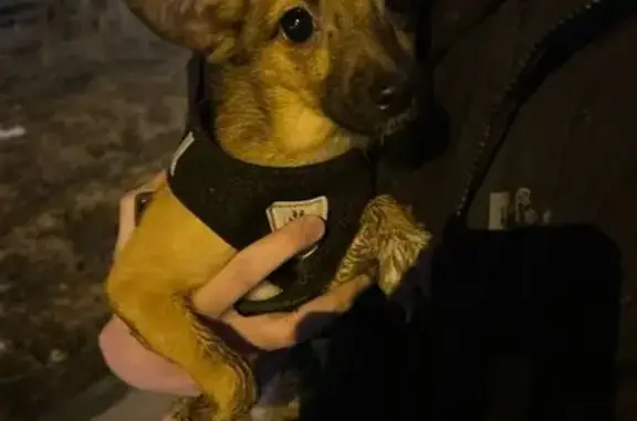 Найдена собака, Полевской, фото: Найдена собака, Полевской, Свердловская область - рыженькая