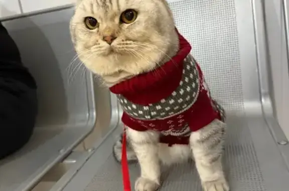 Пропала кошка, Звёздная улица, Элиста - британец «Серебристая шиншилла» - photo