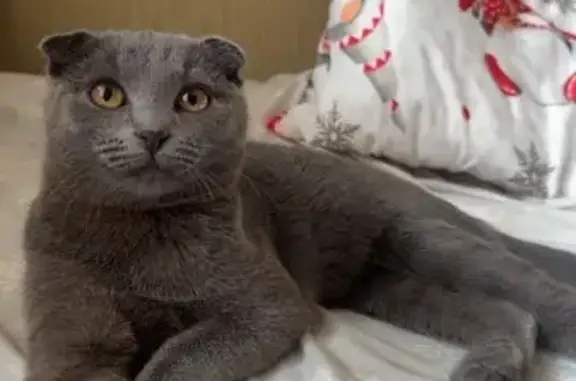 Пропала кошка, Ульяновская улица, Саратов - photo