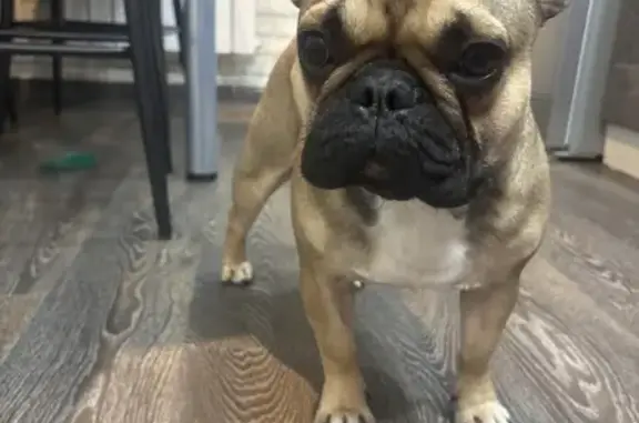 Пропал собака, ул. Днепровская 22/18, Артёмовский - коричневый с шрамом на ножке - photo