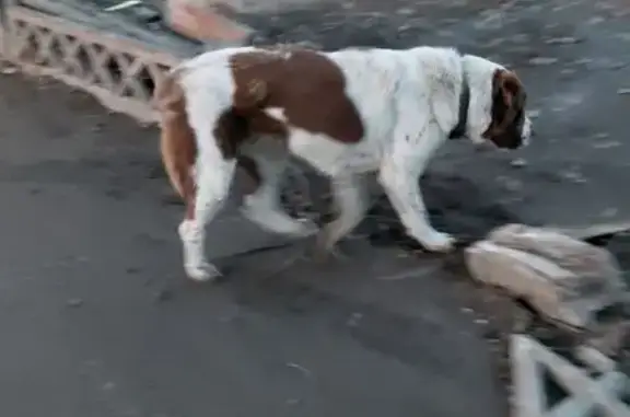 Найденные животные Волгоград, фото: Найдена собака с дорогим ошейником, Волгоград