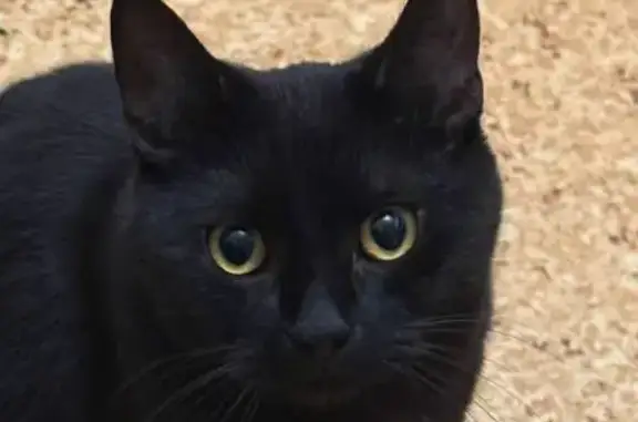 Пропал кот, Спортивная улица, 38, Кемерово - зовут Марсик - photo