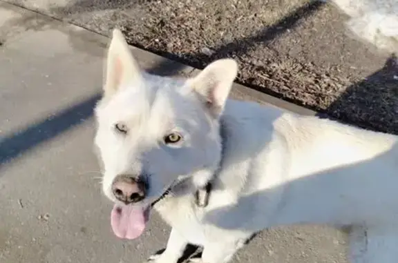 Найдена собака, Луховицы, фото: Найден собака мужской, Луховицы, Московская область - белый окрас и широкий ошейник