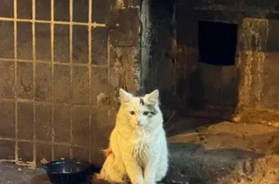 Найдена кошка, Москва, фото: Найдена кошка, бульвар Матроса Железняка, 21, Москва - кот ранен