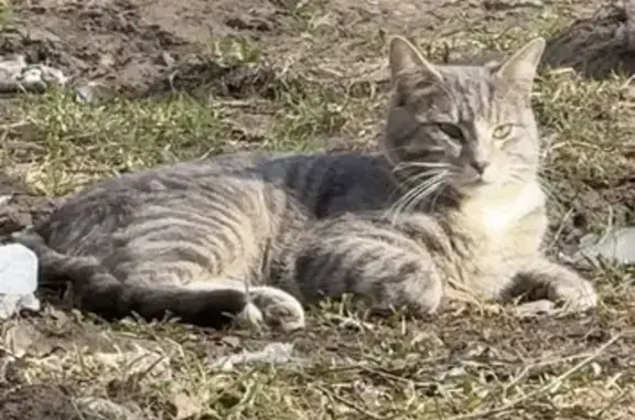 Найдена кошка, Тверь, фото: Найдена кошка, Оборонная улица, 8, Тверь - серый с белым окрас