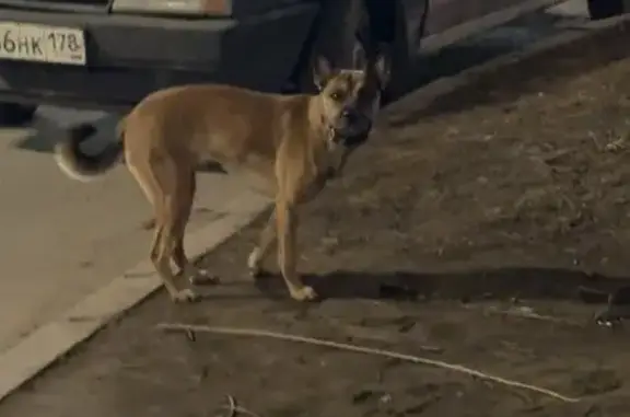 Найденные животные Санкт-Петербург, фото: Найдена собака, Стрельбищенская улица, 16А, Санкт-Петербург - девочка с розово-желтым ошейником