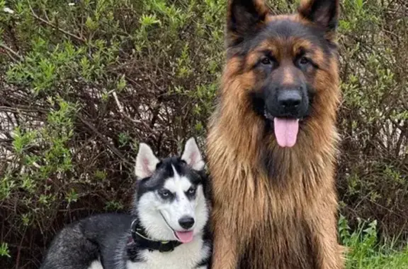 Пропала собака Девочка, Истра (rl1159170) - photo