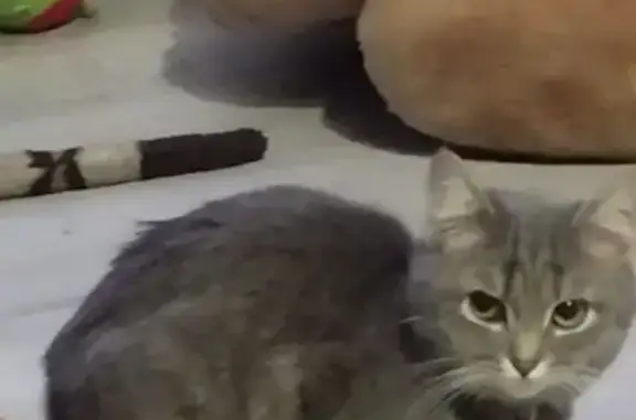 Потерянные животные Мантурово, фото: Пропала кошка, улица Чапаева, Мантурово - серая с белыми полосками