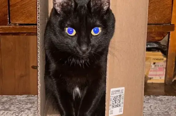 Пропала кошка, улица Генкиной, 28, Нижний Новгород - photo