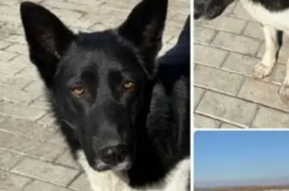 Пропала собака, 4-я Садовая улица, Ягодное - photo