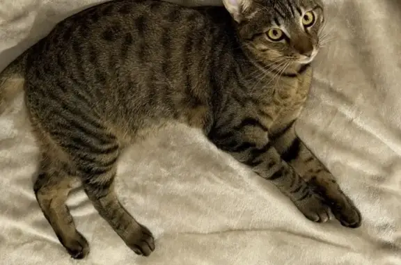 Пропала кошка, улица Кузнецова, 97А, Иваново - photo