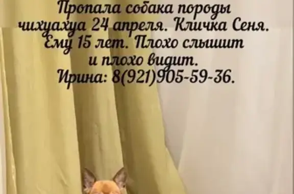 Пропала собака, Западный переулок, Марьино - photo