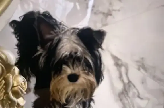 Пропала собака, улица Пушкина, 8, Сафоново - черно-серый с красным и черным ошейниками - photo