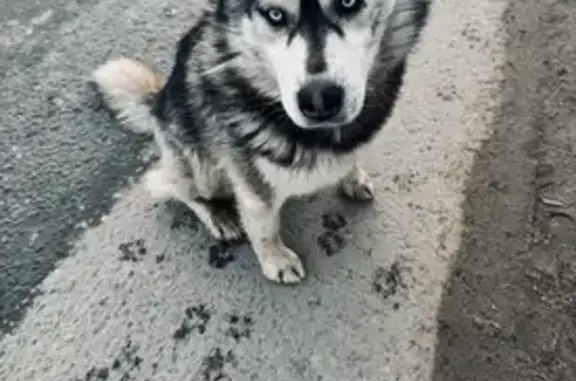 Найдена собака, Васильево, фото: Найдена собака, улица Карла Маркса, 99, Васильево - хаски с голубыми глазами