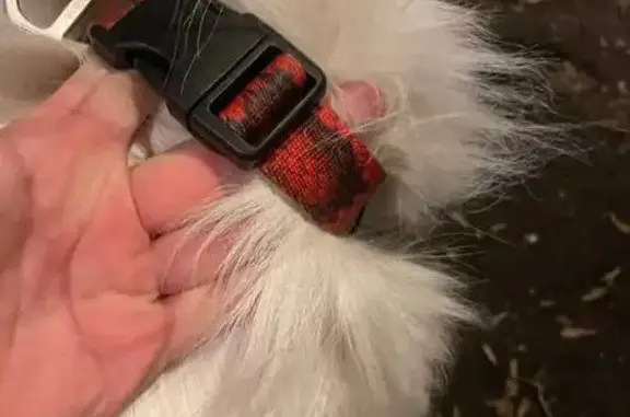 Найденные животные Москва, фото: Найден собака, Староконюшенный переулок, 41 с1, Москва - черно-белый, с ошейником