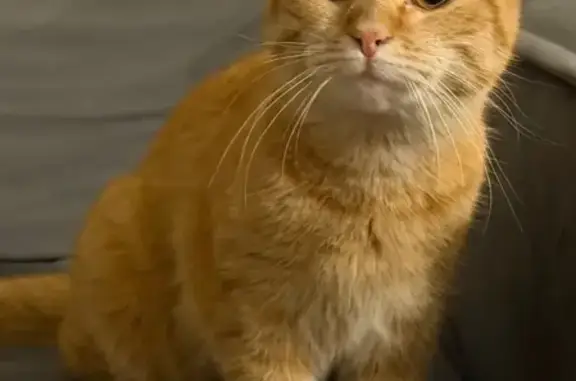 Найдена кошка, Санкт-Петербург, фото: Найдена кошка, набережная реки Каменки, Санкт-Петербург - рыжая с полосатым хвостиком