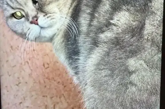 Пропала кошка Мальчик, Картино (rl1159190) - photo