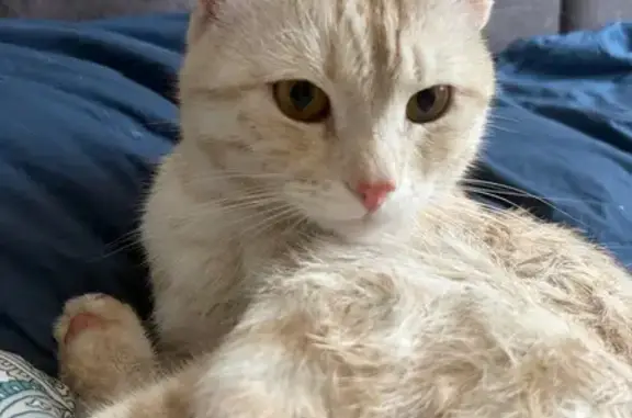 Найдена кошка, улица Доватора, Новосибирск - photo