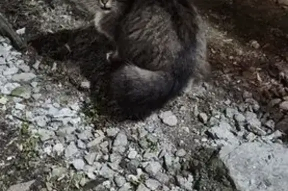 Найдена кошка, Екатеринбург, фото: Найдена кошка, Посадская улица, 40/1, Екатеринбург