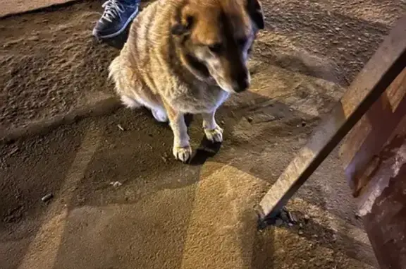 Найдена собака, Волгоград, фото: Найдена собака, проспект Героев Сталинграда, Волгоград