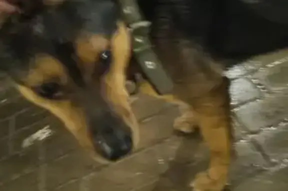 Найдена собака, Ростов-на-Дону, фото: Найден собака, Суздальский переулок, 17, Ростов-на-Дону - черно-коричневого окраса