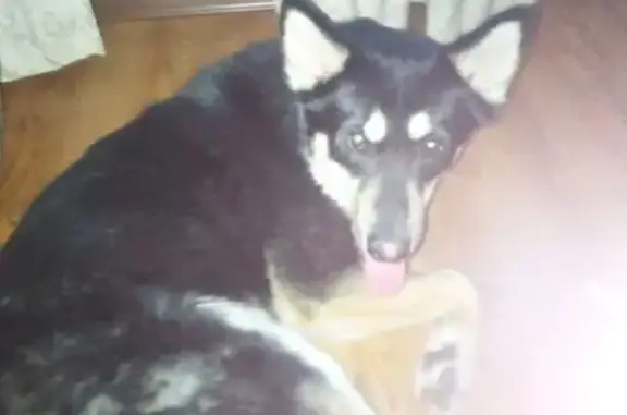 Пропала собака, мужской, Рузаевка, Мордовия - черно-коричневый окрас - photo