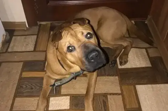 Пропал собака, улица Серова, 14, Йошкар-Ола - желтый прорезиненый ошейник - photo