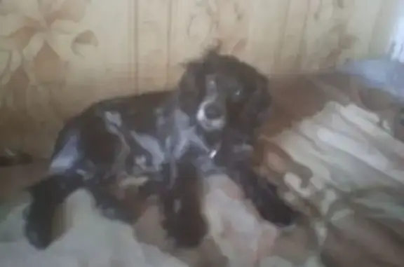 Пропал собака, улица И.М.Малышева, 7, Куса - окрас чёрно-белый, два ошейника - photo