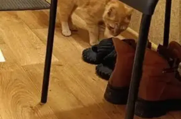 Найдена кошка, Тверь, фото: Найдена кошка, женская, улица Хромова, 15, Тверь - рыжая с розовым ошейником