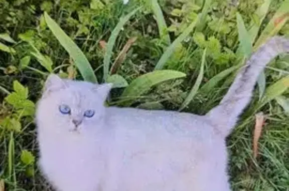 Пропала кошка, Волжское сельское поселение, Волжское - белая с черными кончиками волос - photo